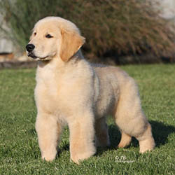 kokopelli golden retrievers puppies