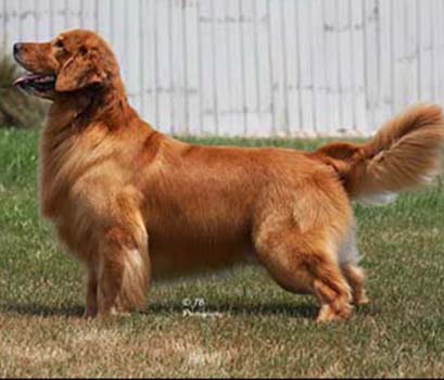 kokopelli golden retrievers abrahaqm AKC/UKC  CH Shadowland Morado Gettysburg Address BISS<