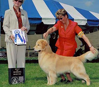 kokopelli golden retrievers cyber AM CH Ridgepond's Super High