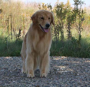 kokopelli golden retrievers onyx Gracious Glds Gem Hunter BISS 