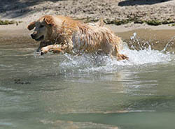 skeeter kokopelli golden retrievers