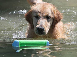 skeeter kokopelli golden retrievers