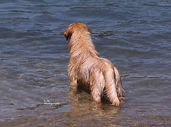 kokopelli golden retrievers skeeter