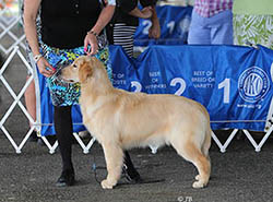 kokopelli golden retrievers skeeter