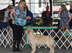 kokopelli golden retrievers skeeter