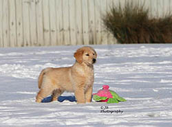 kokopelli golden retrievers skeeter