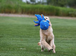 kokopelli golden retrievers skeeter