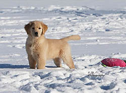 kokopelli golden retrievers skeeter