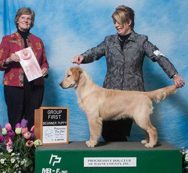 kokopelli golden retrievers skeeter puppy group1