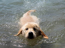 kokopelli golden retrievers truffles