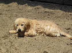 kokopelli golden retrievers truffles