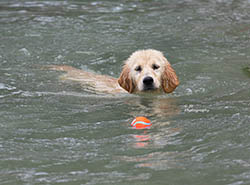 kokopelli golden retrievers truffles