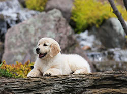 kokopelli golden retrievers truffles