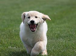 kokopelli golden retrievers truffles