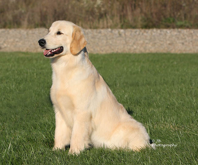 kokopelli golden retrievers skeeter puppy group1